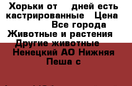   Хорьки от 35 дней есть кастрированные › Цена ­ 2 000 - Все города Животные и растения » Другие животные   . Ненецкий АО,Нижняя Пеша с.